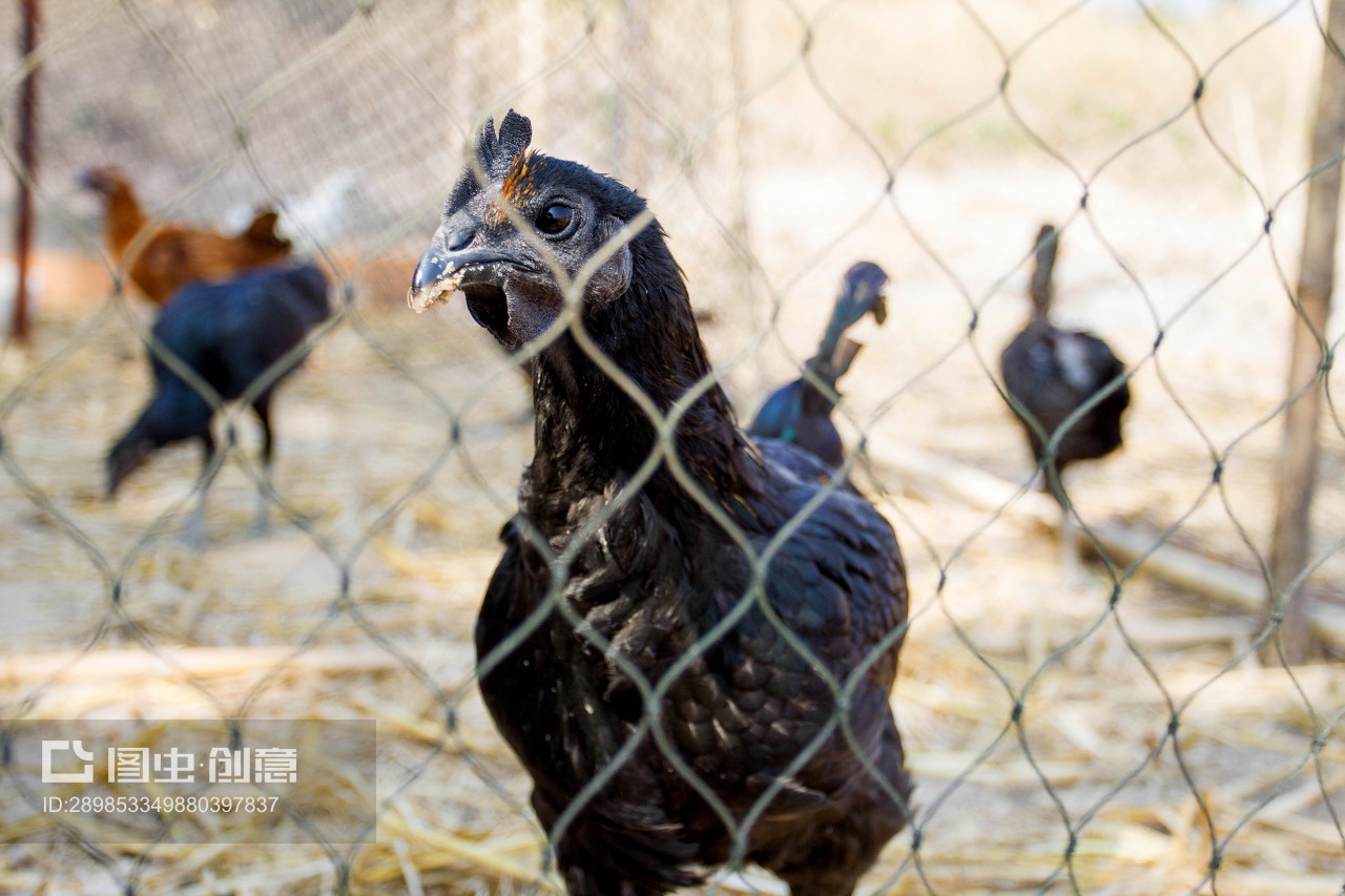 黑雞 珍貴家禽的營養與文化價值