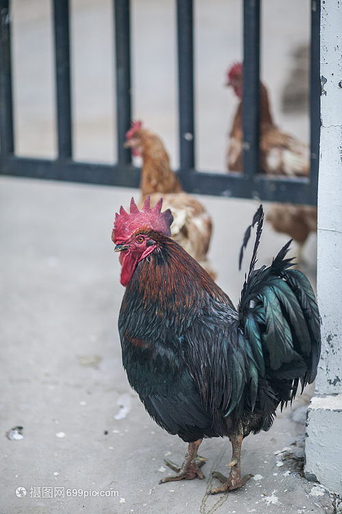 家禽中的常見成員——雞