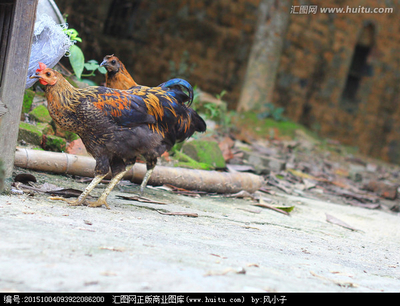 家禽 人類生活的重要伙伴