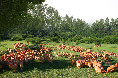 家禽飼料添加劑的選擇 提升生長效率與降低患病機率