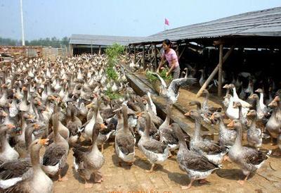 滇陸富民禽業 以匠心打造高原生態家畜養殖標桿