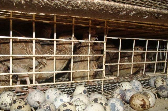 鵪鶉養殖“四要素” 想要成功養出好鵪鶉，這篇文章值得一看！