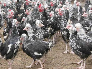 貴妃雞高清圖片鑒賞 走進(jìn)憶緣家禽養(yǎng)殖公司的精品家禽世界